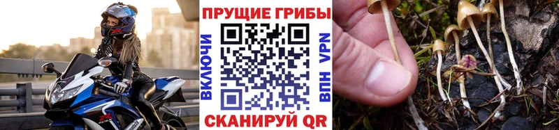 Галлюциногенные грибы Psilocybine cubensis  hydra вход  Заринск  что такое наркотик 